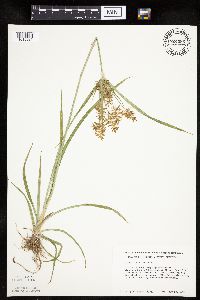 Cyperus esculentus image