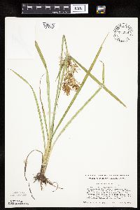 Cyperus esculentus image