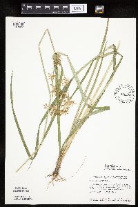 Cyperus esculentus image