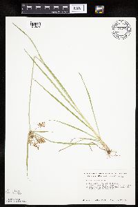 Cyperus esculentus image
