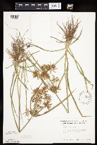 Cyperus esculentus image