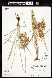 Cyperus esculentus image