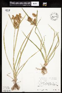 Cyperus esculentus image