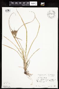 Cyperus esculentus image