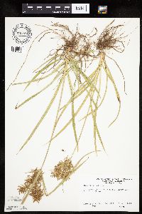 Cyperus esculentus image