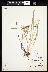 Cyperus esculentus image