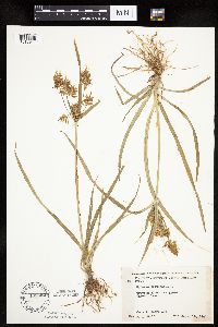 Cyperus esculentus image