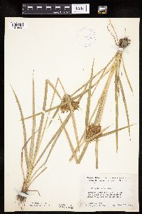 Cyperus esculentus image