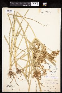 Cyperus esculentus image