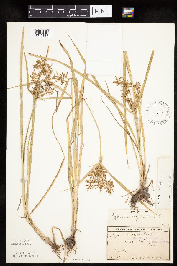 Cyperus esculentus image