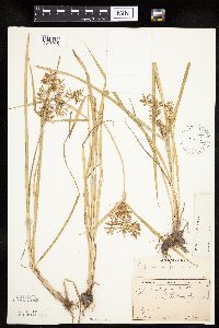 Cyperus esculentus image