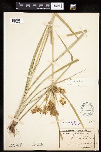 Cyperus esculentus image