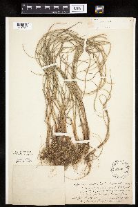 Cyperus esculentus image