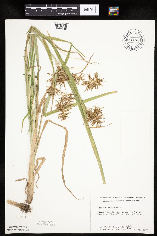 Cyperus esculentus image