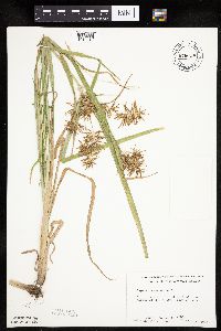 Cyperus esculentus image