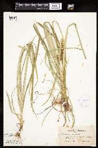 Cyperus esculentus image