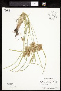 Cyperus odoratus image