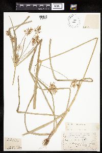 Cyperus esculentus image