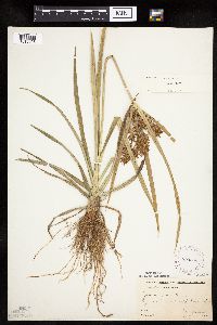 Cyperus esculentus image
