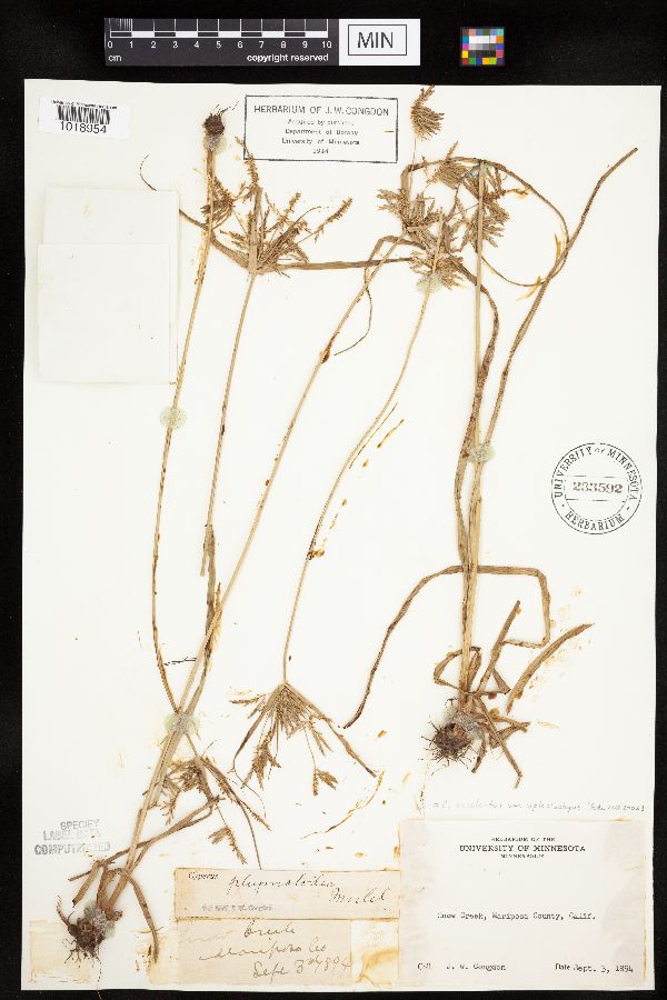 Cyperus esculentus var. leptostachyus image