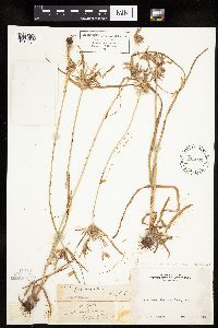 Cyperus esculentus image