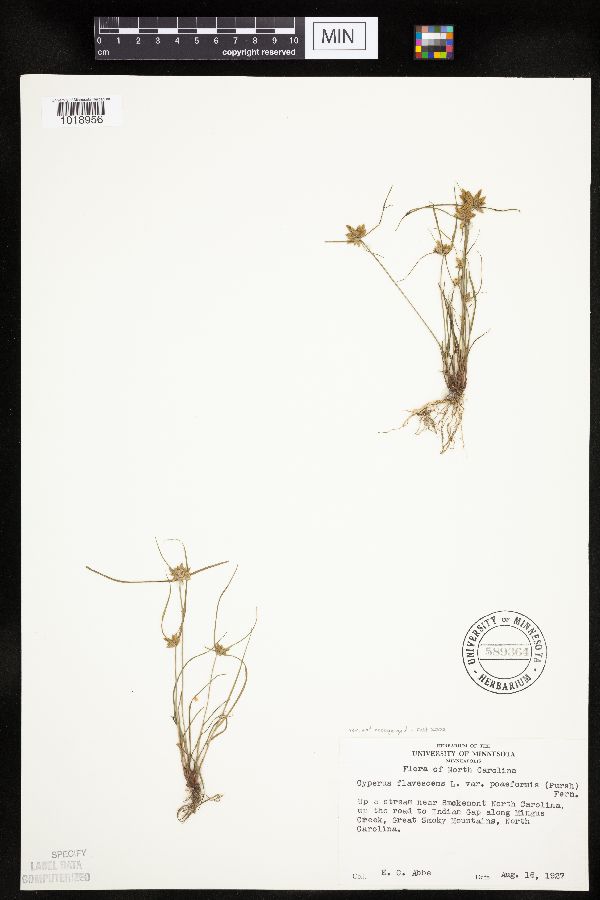 Cyperus flavescens image