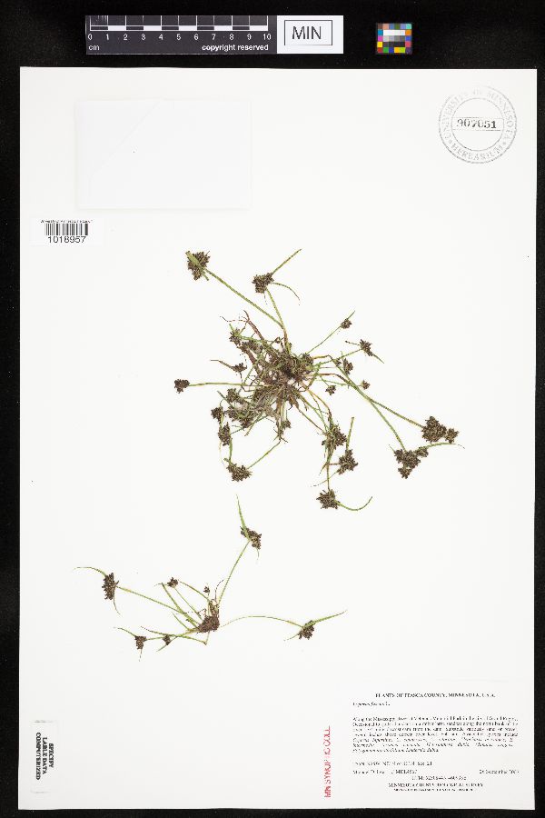 Cyperus fuscus image