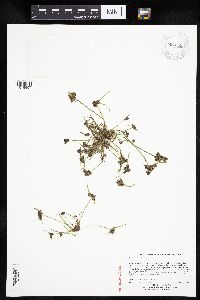 Image of Cyperus fuscus