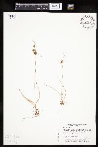 Cyperus houghtonii image