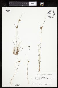 Cyperus houghtonii image