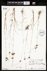 Cyperus houghtonii image