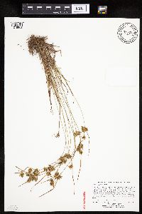 Cyperus houghtonii image