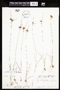 Cyperus houghtonii image