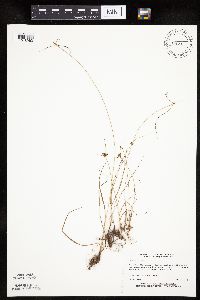 Cyperus houghtonii image