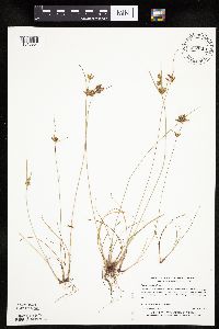 Cyperus houghtonii image