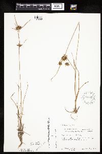 Cyperus houghtonii image