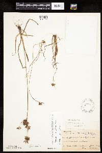 Cyperus houghtonii image
