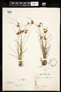 Cyperus houghtonii image