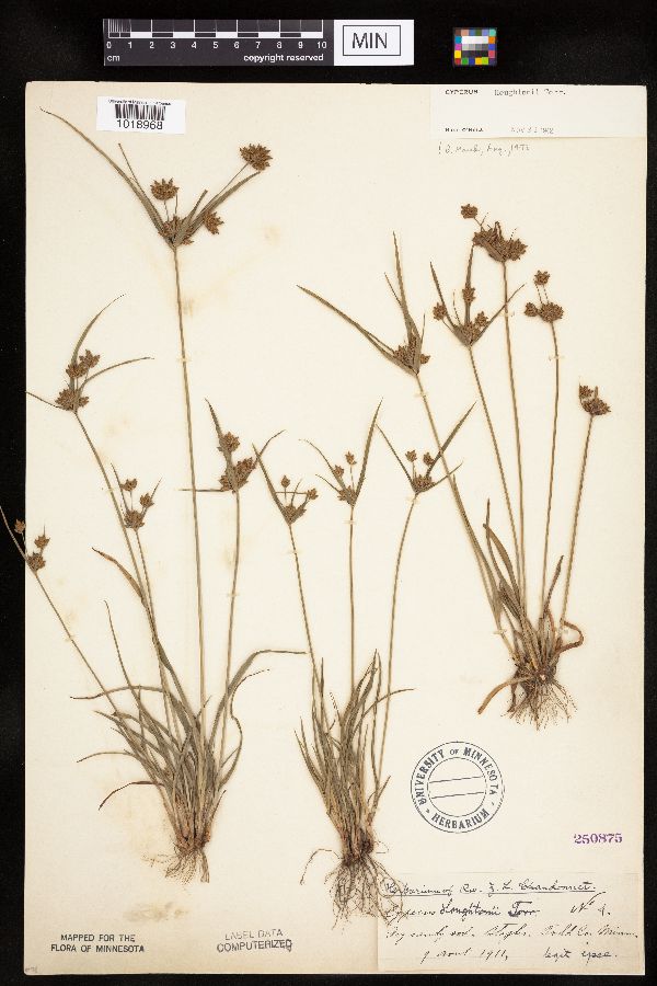 Cyperus houghtonii image