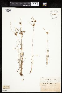 Cyperus houghtonii image