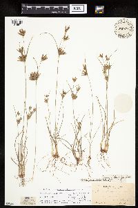 Image of Cyperus houghtonii