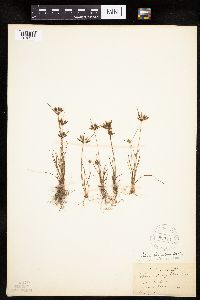 Cyperus houghtonii image