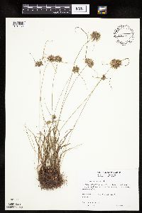 Cyperus lupulinus image