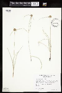 Cyperus lupulinus image