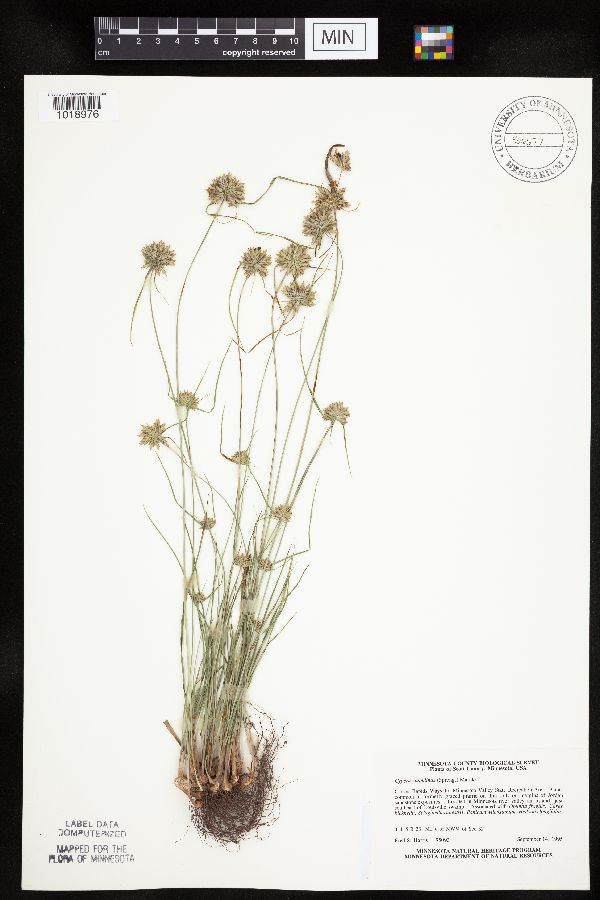 Cyperus lupulinus image