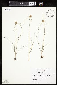 Cyperus lupulinus image