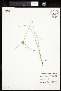 Cyperus lupulinus image