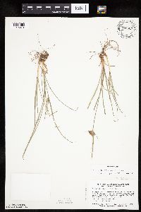Cyperus lupulinus image