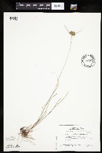 Cyperus lupulinus image