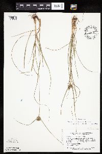 Cyperus lupulinus image